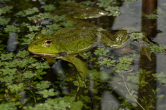 Pelophylax