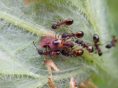 Dolichoderus plagiatus