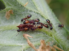 Dolichoderus plagiatus