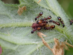 Dolichoderus plagiatus