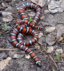 Lampropeltis zonata