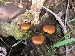 Galerina patagonica