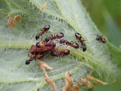 Dolichoderus plagiatus