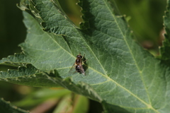 Eristalis obscura