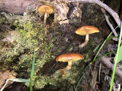 Galerina patagonica