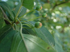 Malus hupehensis