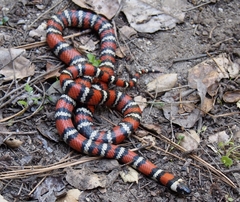 Lampropeltis zonata