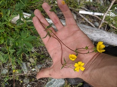 Potentilla drummondii