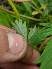 Potentilla drummondii