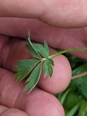 Potentilla drummondii