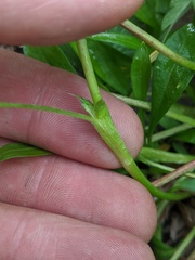 Potentilla drummondii