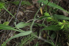 Pilosella schultesii