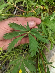 Potentilla drummondii