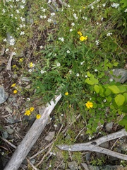 Potentilla drummondii