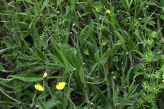 Pilosella schultesii