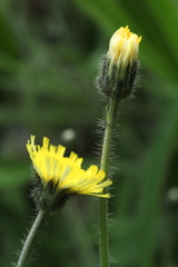 Pilosella schultesii