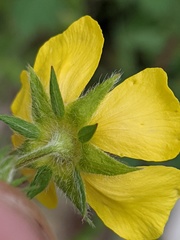 Potentilla drummondii