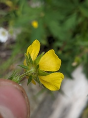 Potentilla drummondii