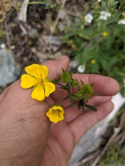 Potentilla drummondii