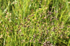 Juncus exsertus