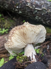 Melanoleuca cognata
