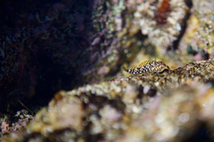 Bellapiscis lesleyae