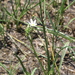Ornithogalum paludosum - Photo (c) Erwin Sieben, algunos derechos reservados (CC BY-NC), subido por Erwin Sieben