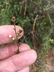 Kunzea tenuicaulis