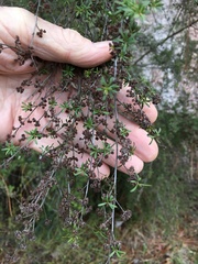 Kunzea tenuicaulis