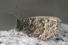 Oeneis chryxus ivallda