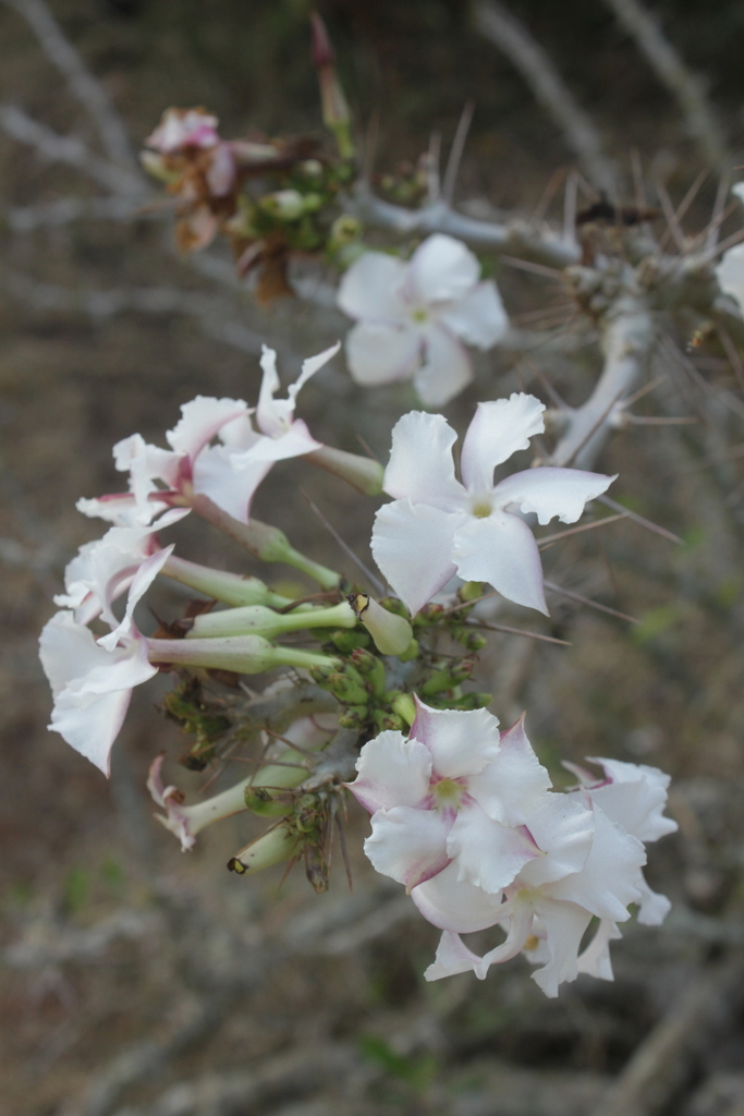 Kudu Lily