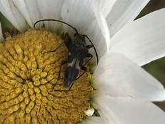 Toxoleptura vexatrix