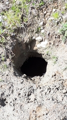 Marmota marmota