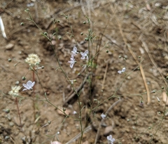 Hesperolinon spergulinum