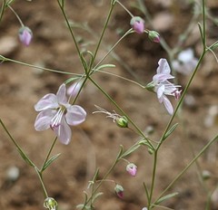 Hesperolinon spergulinum