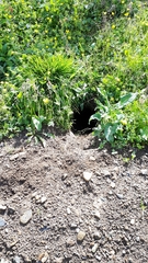 Marmota marmota