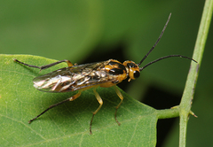 Euura tibialis