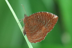 Elymnias hypermnestra beatrice