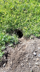 Marmota marmota
