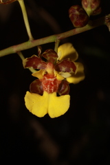 Trichocentrum ascendens