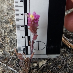 Castilleja exserta