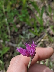 Allium brevistylum