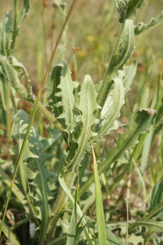 Stinking Hawk's-beard