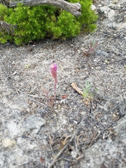 Castilleja exserta
