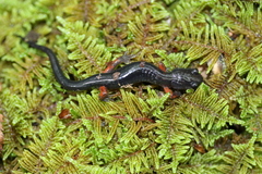 Plethodon shermani