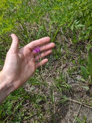 Allium brevistylum