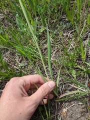 Allium brevistylum