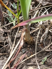 Allium brevistylum