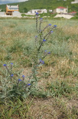 Anchusa leptophylla