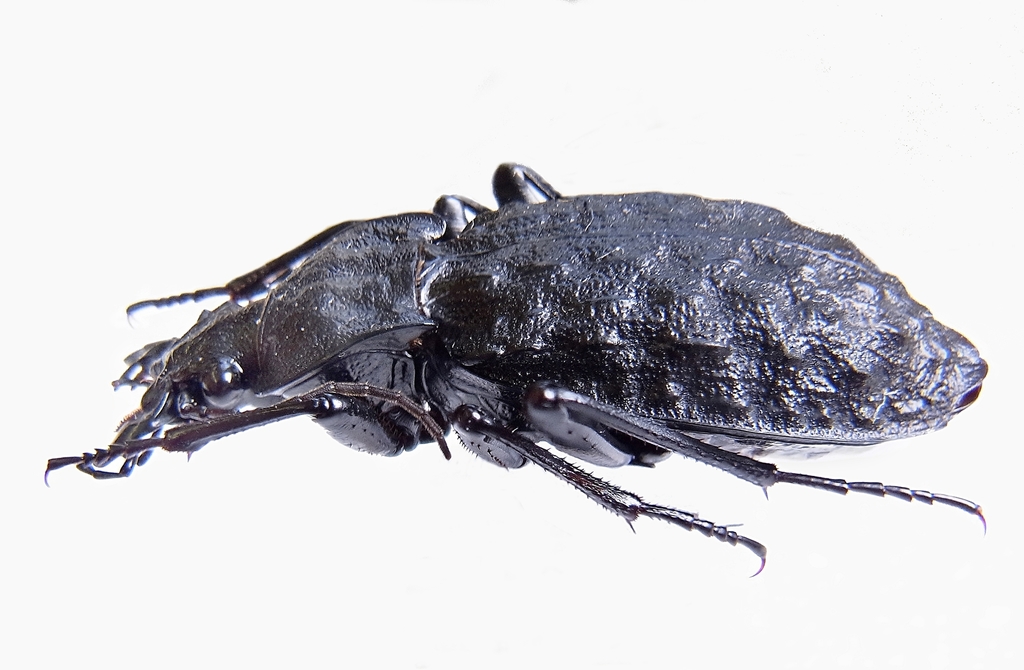 Carabus nodulosus